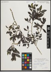 Foto von Salix purpurea L.